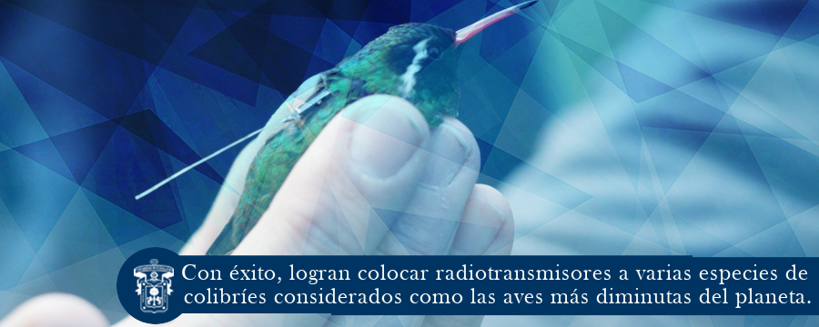 Con éxito, logran colocar radiotransmisores a varias especies de colibríes considerados como las aves más diminutas del planeta.