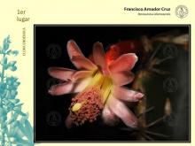Doctorante del CUCSUR gana concurso nacional de fotografía botánica