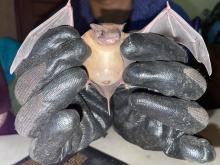 Académicos del CUCostaSur preparan guía de murciélagos de Jalisco