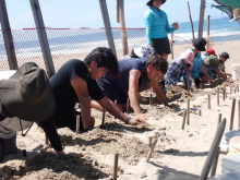 Estudiantes de Biología Marina realizan práctica académica en el Campamento Tortuguero ‘La Gloria’