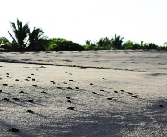 Campamento tortuguero de CUCSur incuba diariamente más de dos mil tortugas