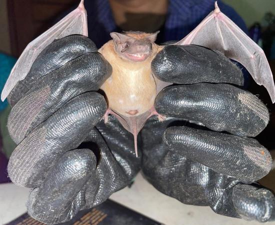 Académicos del CUCostaSur preparan guía de murciélagos de Jalisco