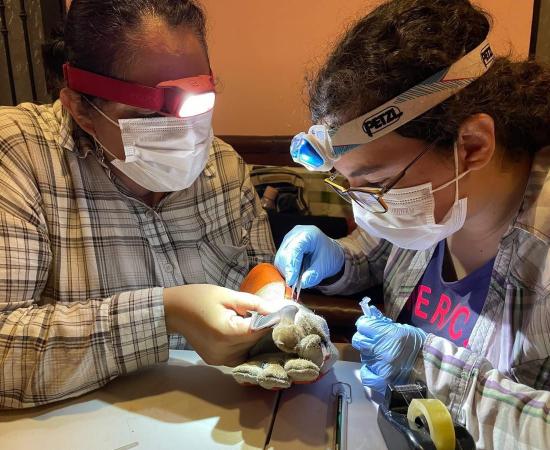Académicos del CUCostaSur preparan guía de murciélagos de Jalisco