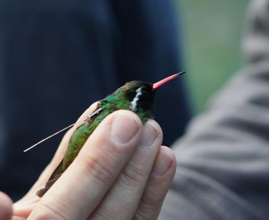 Con éxito, logran colocar radiotransmisores a varias especies de colibríes