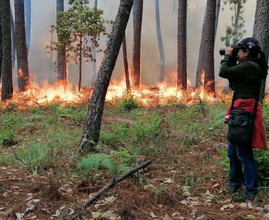 Investigadores del CUCostaSur y CUCBA publican artículo sobre fuego prescrito y conservación de aves en la Sierra de Manantlán
