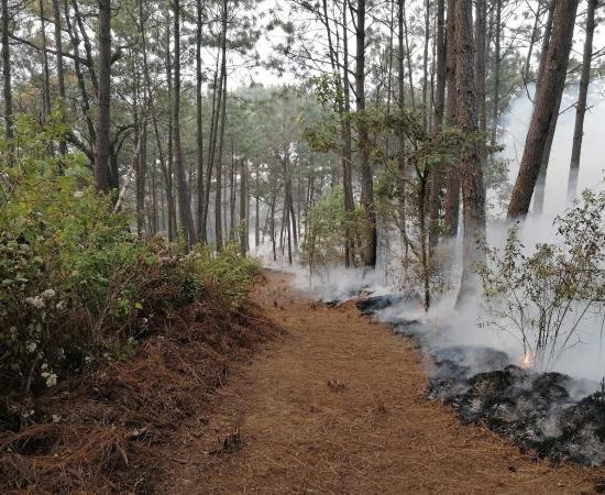 Investigadores del CUCostaSur y CUCBA publican artículo sobre fuego prescrito y conservación de aves en la Sierra de Manantlán