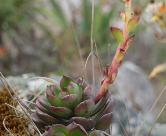 Investigadores del CU Costa Sur, del CUCBA e ITESO descubren dos especies nuevas de plantas en la Sierra de Manantlán