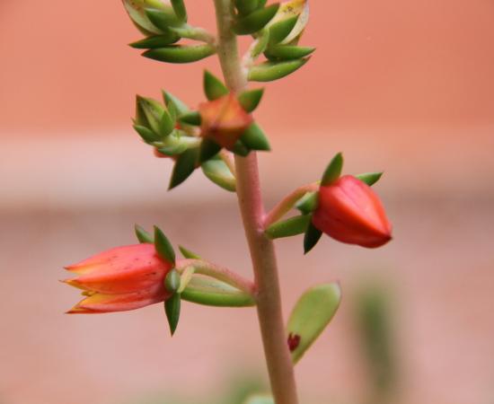 Investigadores del CU Costa Sur, del CUCBA e ITESO descubren dos especies nuevas de plantas en la Sierra de Manantlán