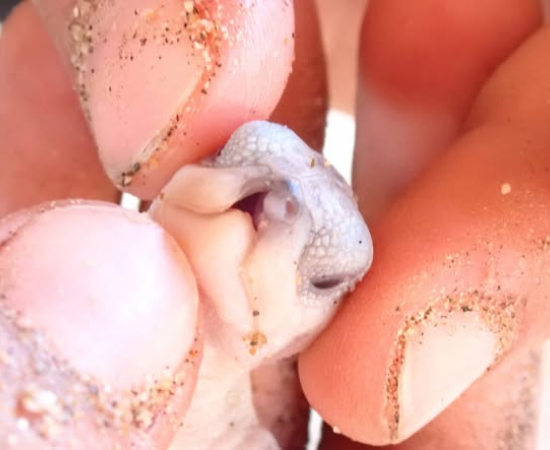 Estudiantes de Biología Marina realizan práctica académica en el Campamento Tortuguero ‘La Gloria’