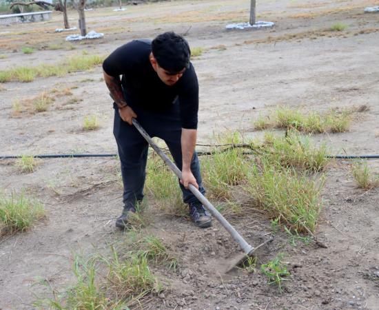 Jornada de reforestación une generaciones en la 31ª Semana Cultural Universitaria del CUCostaSur