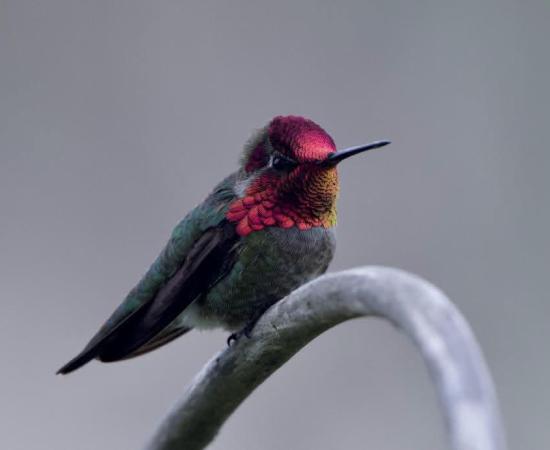 Investigadora del CUCostaSur documenta el primer registro del colibrí cabeza roja en Jalisco