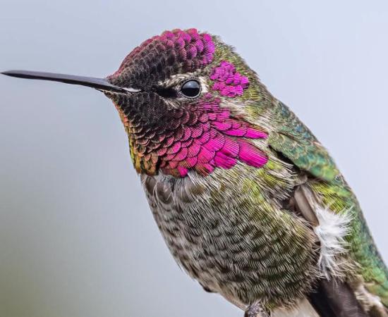 Investigadora del CUCostaSur documenta el primer registro del colibrí cabeza roja en Jalisco