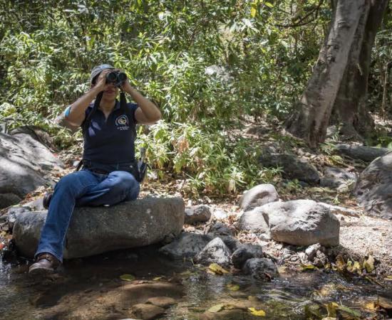 Investigadora del CUCostaSur documenta el primer registro del colibrí cabeza roja en Jalisco